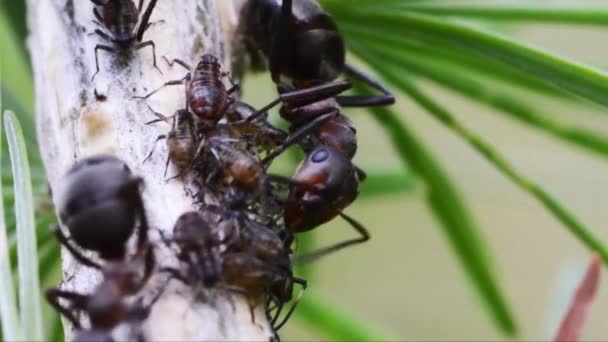 206 Numaralı Topraktaki Hayvan Böcekleri Karıncaları — Stok video
