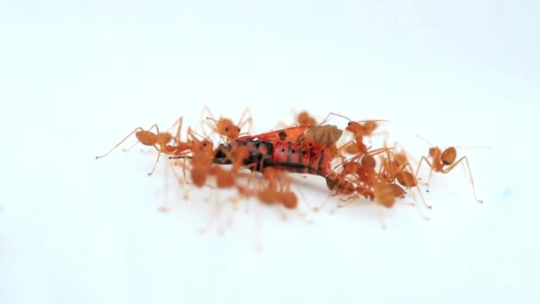 Živočišný Hmyz Mravenci Půdě 216 — Stock video
