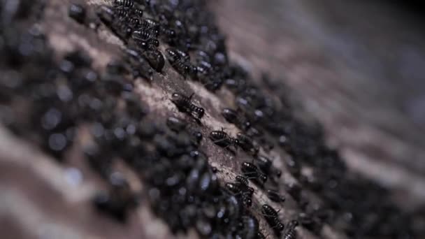 Ζωικά Έντομα Μυρμήγκια Στο Έδαφος 217 — Αρχείο Βίντεο