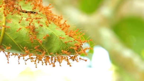Živočišný Hmyz Mravenci Půdě 214 — Stock video