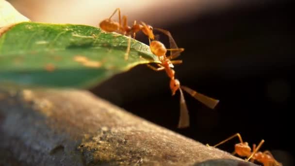 Ζωικά Έντομα Μυρμήγκια Στο Έδαφος 220 — Αρχείο Βίντεο
