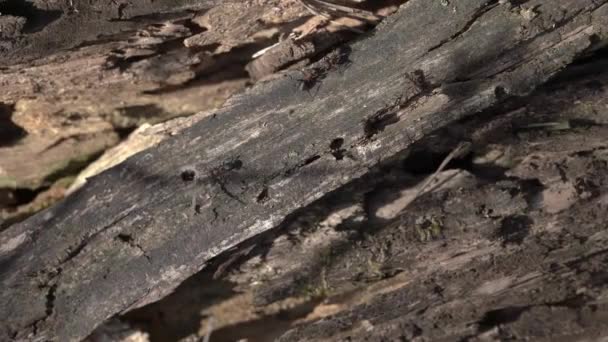 Živočišný Hmyz Mravenci Půdě 227 — Stock video