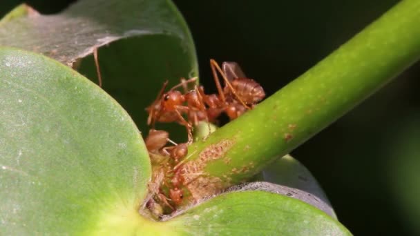 Topraktaki Hayvan Böcekleri Karıncalar 231 — Stok video