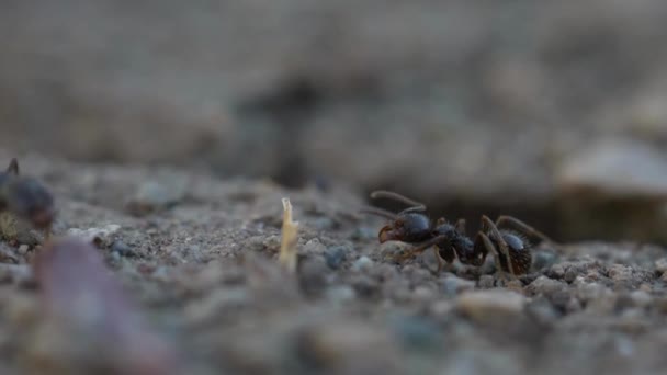 Živočišný Hmyz Mravenci Půdě 236 — Stock video