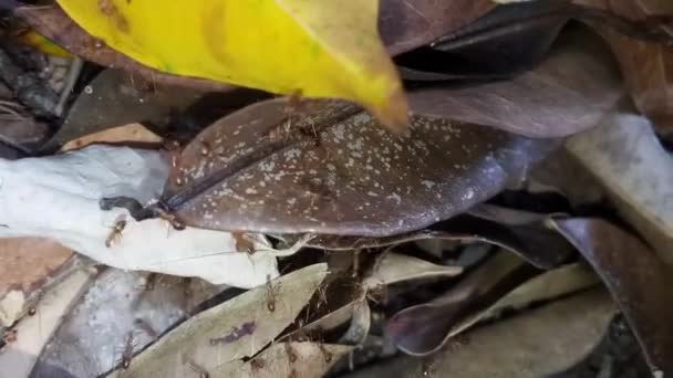 Insetos Animais Formigas Solo 247 — Vídeo de Stock