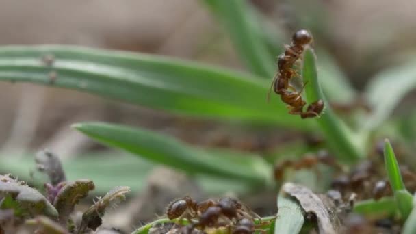 Živočišný Hmyz Mravenci Půdě 249 — Stock video