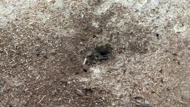 Živočišný Hmyz Mravenci Půdě 251 — Stock video