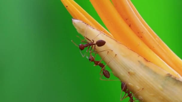Topraktaki Hayvan Böcekleri 252 — Stok video