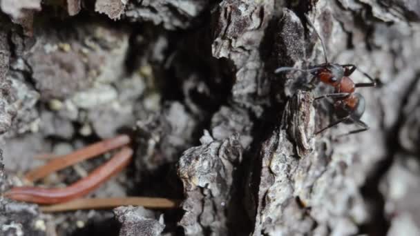 Ζωικά Έντομα Μυρμήγκια Στο Έδαφος 258 — Αρχείο Βίντεο