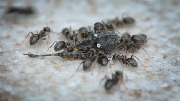 Ζωικά Έντομα Μυρμήγκια Στο Έδαφος 257 — Αρχείο Βίντεο