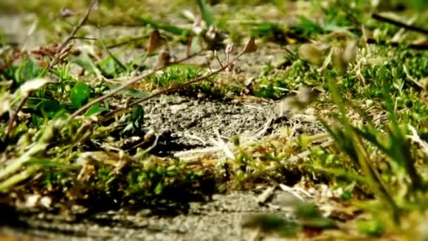 土の上の動物昆虫アリ 261 — ストック動画