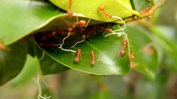 Ζωικά Έντομα Μυρμήγκια Στο Έδαφος 262 — Αρχείο Βίντεο