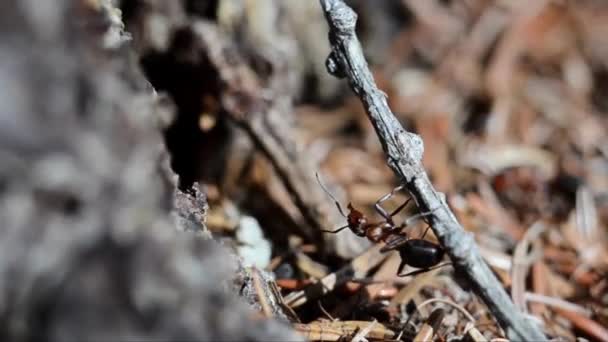 土の上の動物昆虫アリ 266 — ストック動画