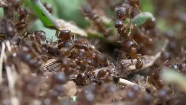 Živočišný Hmyz Mravenci Půdě 270 — Stock video