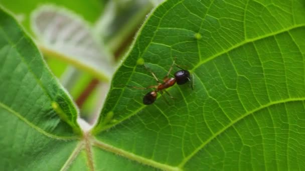 土壤上的动物昆虫蚂蚁 279 — 图库视频影像