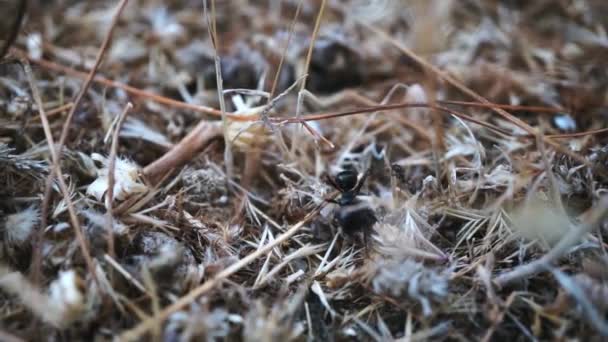 土の上の動物昆虫アリ 283 — ストック動画