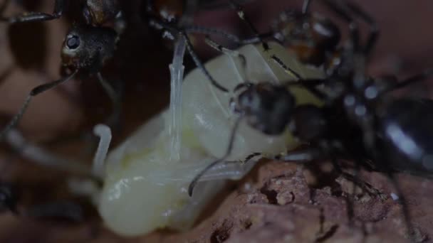Živočišný Hmyz Mravenci Půdě 284 — Stock video