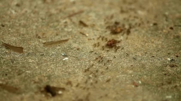 土の上の動物昆虫アリ 287 — ストック動画