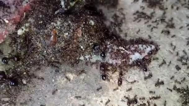 Insetos Animais Formigas Solo 290 — Vídeo de Stock