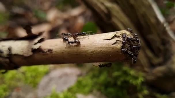 Živočišný Hmyz Mravenci Půdě 292 — Stock video