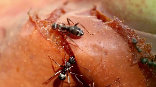 Živočišný Hmyz Mravenci Půdě 294 — Stock video