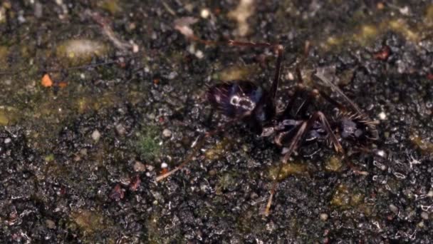 Mrówki Glebie 295 — Wideo stockowe