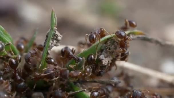 Živočišný Hmyz Mravenců Půdě 298 — Stock video