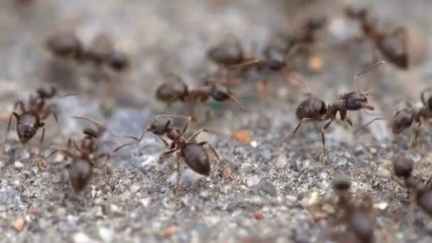 Tierische Insekten Ameisen Auf Dem Boden 301 — Stockvideo