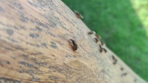 土の上の動物昆虫アリ 309 — ストック動画