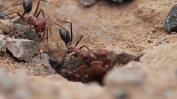 土壤上的动物昆虫蚂蚁 314 — 图库视频影像