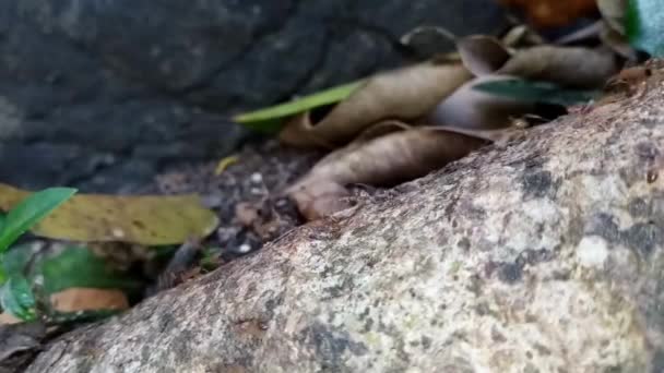 土の上の動物昆虫アリ 317 — ストック動画