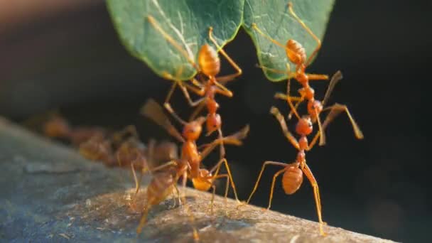 土の上の動物昆虫アリ 321 — ストック動画