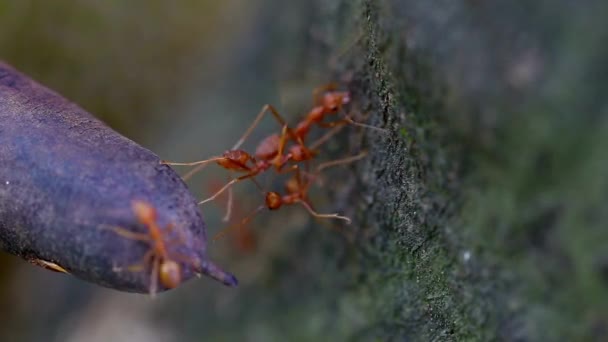 Tierische Insekten Ameisen Auf Dem Boden 329 — Stockvideo
