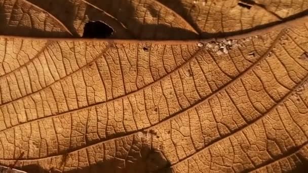 土の上の動物昆虫アリ 340 — ストック動画