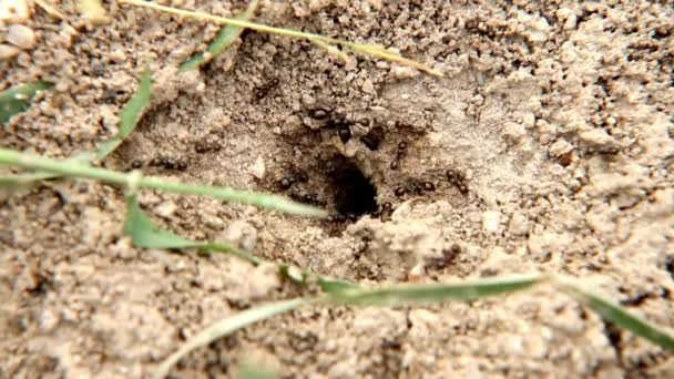 Ζωικά Έντομα Μυρμήγκια Στο Έδαφος 342 — Αρχείο Βίντεο