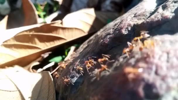 土の上の動物昆虫アリ 344 — ストック動画