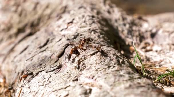 Živočišný Hmyz Mravenci Půdě 350 — Stock video