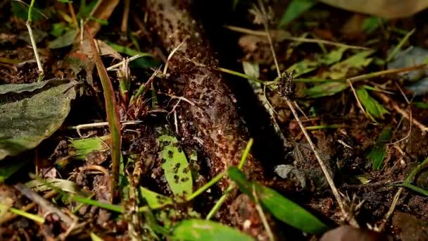 土の上の動物昆虫アリ 360 — ストック動画
