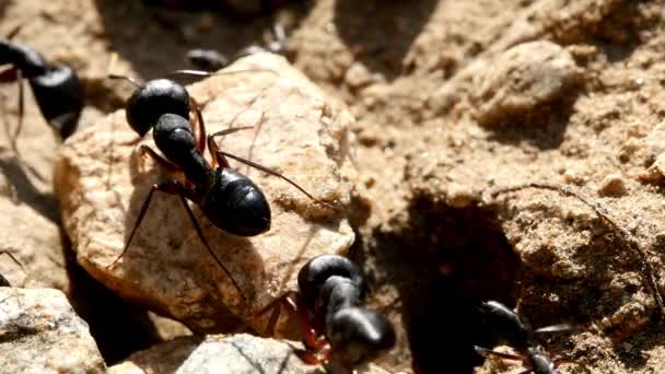 Insetos Animais Formigas Solo 363 — Vídeo de Stock