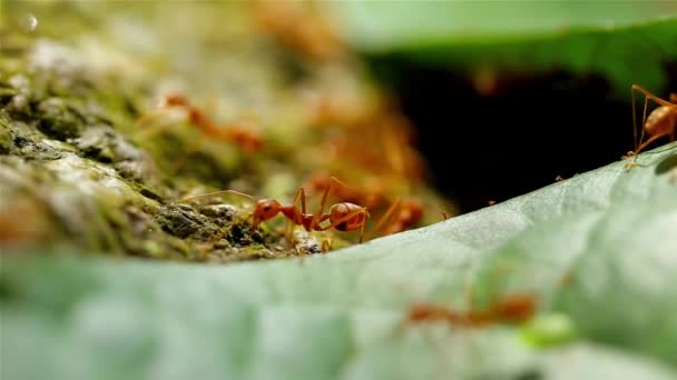 Živočišný Hmyz Mravenci Půdě 367 — Stock video