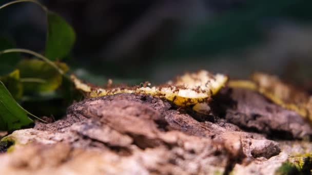 Tierische Insekten Ameisen Auf Dem Boden 369 — Stockvideo