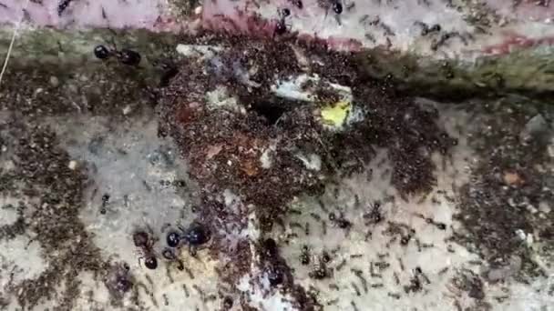 Insetos Animais Formigas Solo 366 — Vídeo de Stock