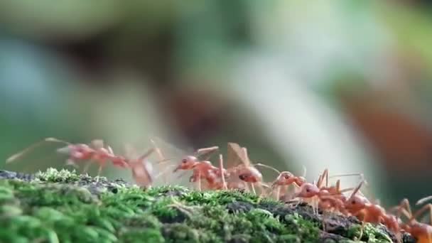 Ζωικά Έντομα Μυρμήγκια Στο Έδαφος 371 — Αρχείο Βίντεο