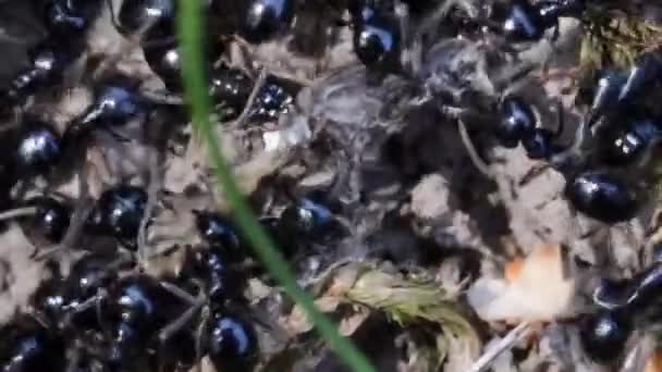 Insetos Animais Formigas Solo 373 — Vídeo de Stock