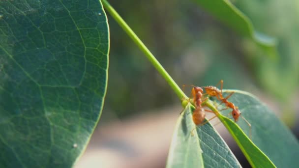 Živočišný Hmyz Mravenci Půdě 376 — Stock video