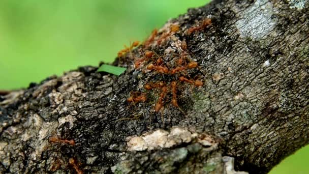 Živočišný Hmyz Mravenci Půdě 377 — Stock video