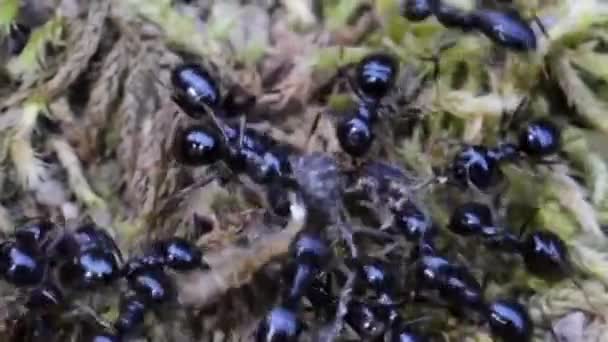 Tierische Insekten Ameisen Auf Dem Boden 382 — Stockvideo