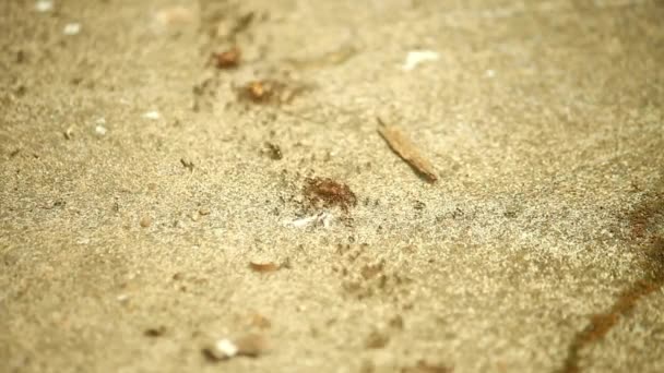 Živočišný Hmyz Mravenci Půdě 332 — Stock video