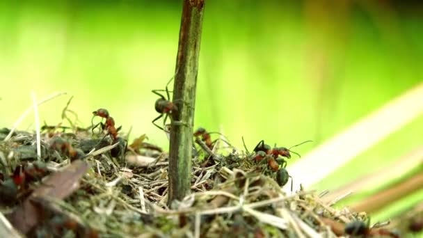 Živočišný Hmyz Mravenci Půdě 335 — Stock video