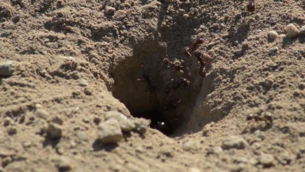 土の上の動物昆虫のアリ 334 — ストック動画